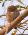 /album/some-overseas-trips/asian-barred-owlet-2-jpg/